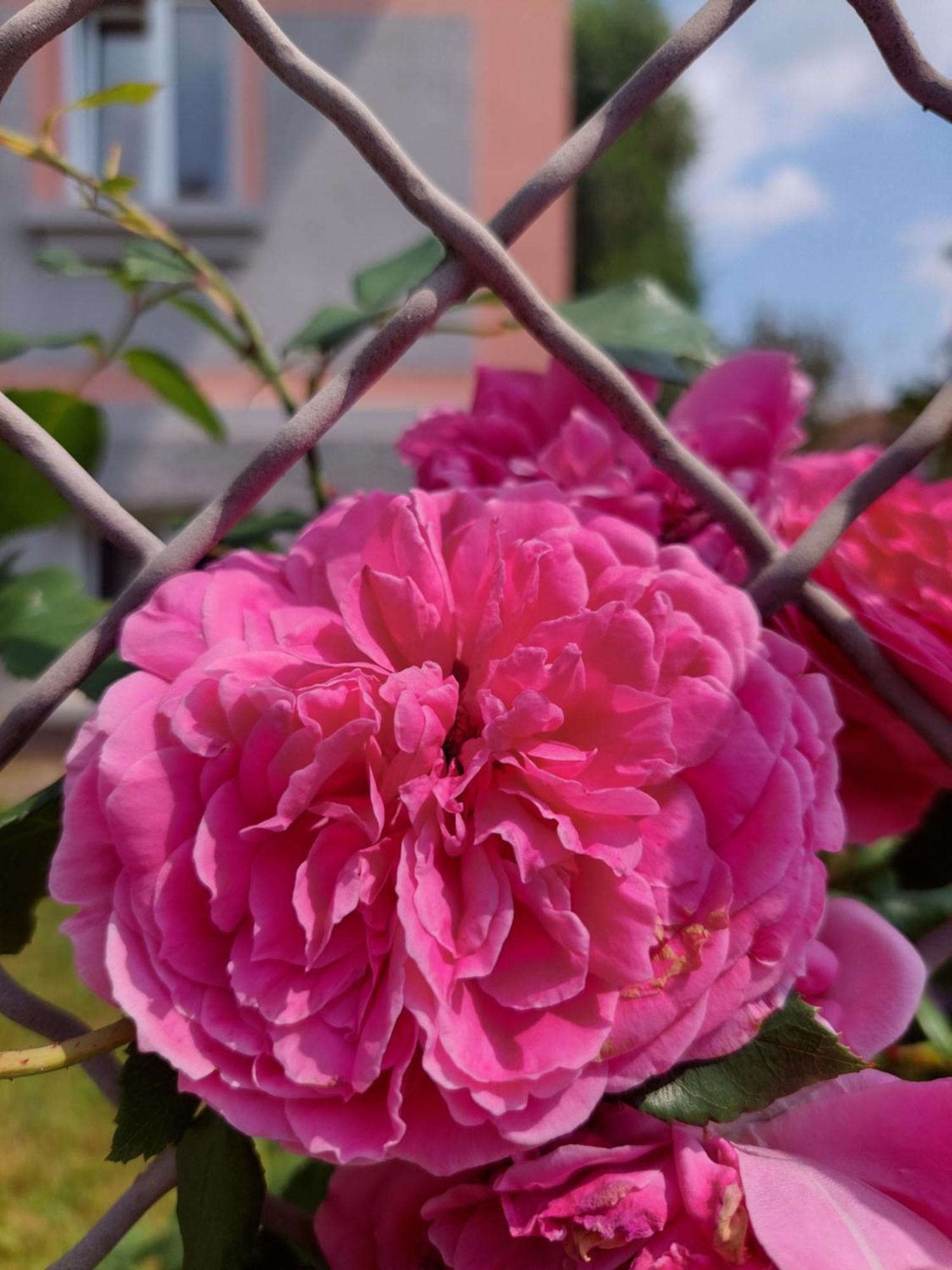 R24, Rose House Daire Ljubljana Dış mekan fotoğraf