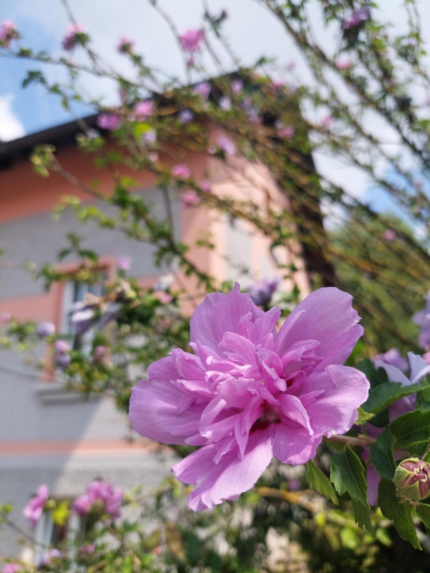 R24, Rose House Daire Ljubljana Dış mekan fotoğraf